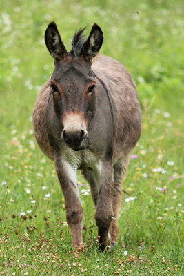 Donkey osel_MG_87321-11.jpg