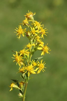 European goldenrod Solidago virgaurea navadna zlata rozga_MG_0010-11.jpg