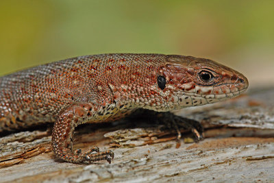 Viviparous lizard Zootoca (Lacerta) vivipara ¾ivorodna ku¹èarica_MG_2397-11.jpg