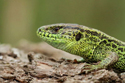 Sand lizard Lacerta agilis martinček_MG_1888-11.jpg