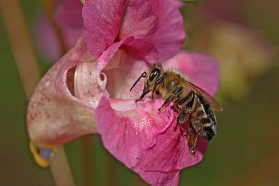 Honey bee Apis mellifera ebela_MG_3583-11.jpg