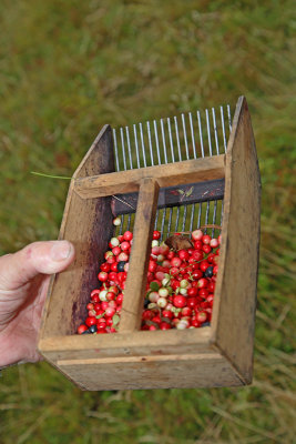 Comb for berries glavnik za nabiranje borovnic_MG_3756-11.jpg