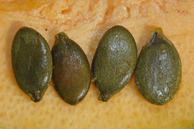 Seeds of oilseed pumpkin Cucurbita pepo bua_MG_4382-11.jpg