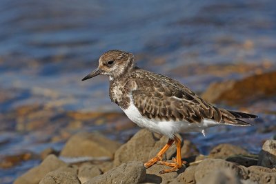 Turnstone Arenaria interpres kamenjar_MG_4703-11.jpg