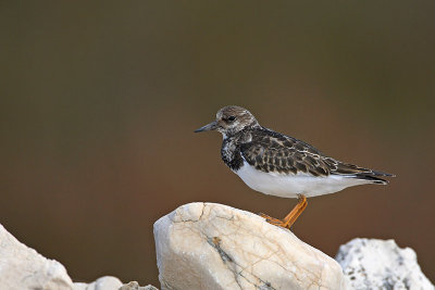 Turnstone Arenaria interpres kamenjar_MG_4674-11.jpg