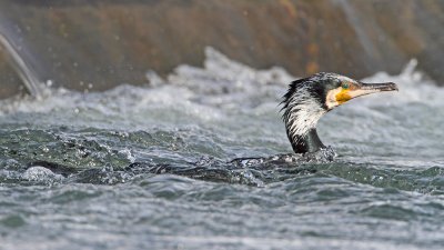 Great cormorant Phalacrocorax carbo veliki kormoran_MG_6269-111.jpg