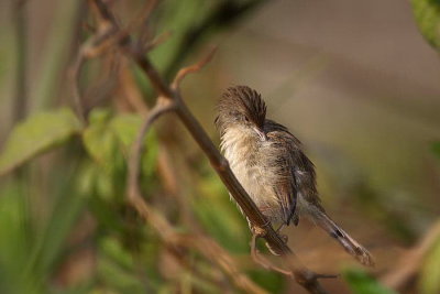 Graceful prinia Prinia gracilis prelestna prinija_MG_9550-1.jpg