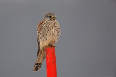 Common kestrel Falco tinnunculus navadna postovka_MG_0752-1.jpg