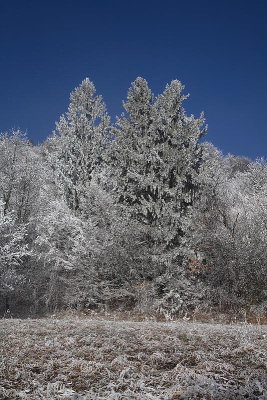 Forest in winter gozd pozimi_MG_0956-1.jpg