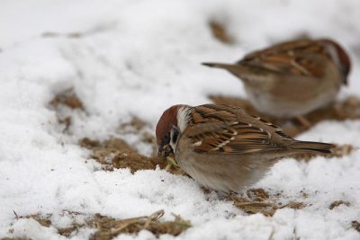 Tree sparrow Passer montanus poljski vrabec_MG_0760-1.jpg