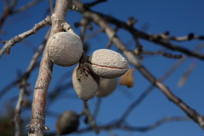 Almond Prunus dulcis mandelj_MG_5726-1.jpg