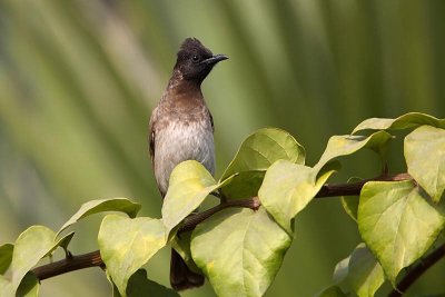 Common bulbul Pycnonotus barbatus bulbul_MG_0400-1.jpg