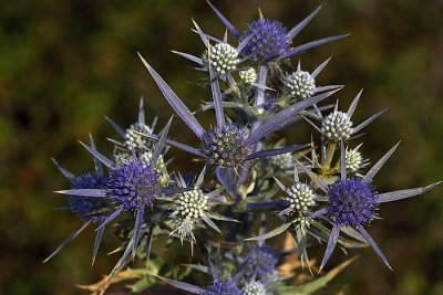 Amethyst sea holly Eryngium amethystinum ametistasta moľina_MG_4914-1.jpg