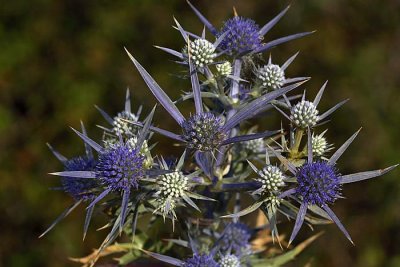 Amethyst sea holly  Eryngium amethystinum ametistasta moina_MG_4914-1.jpg