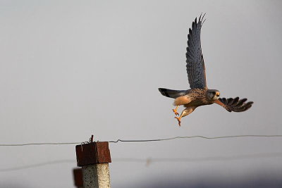 Common kestrel Falco tinnunculus navadna postovka_MG_1223-1.jpg