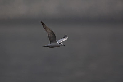 Whiskered tern Chlidonias hybridus belolina igra_MG_9537-1.jpg