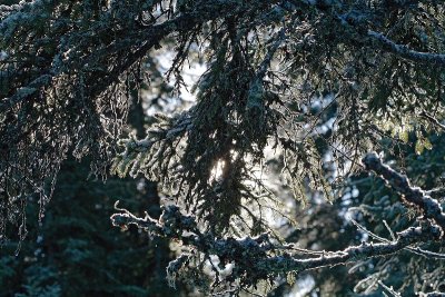 Spruce branch and snow  zasneena smrekova veja_MG_1104-1.jpg