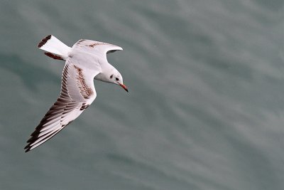 Black-headed Gull Larus ridibundus reni galeb_MG_289-11.jpg