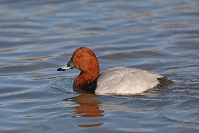 Pochard Aythya ferina sivka_MG_2324-11.jpg