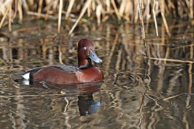 Ferruginous duck Aythya nyroca kostanjevka_MG_2454-11.jpg