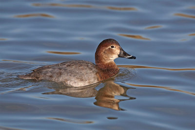 Pochard Aythya ferina sivka_MG_2347-11.jpg