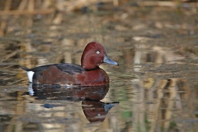 Ferruginous duck Aythya nyroca kostanjevka_MG_2398-111.jpg