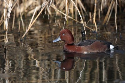 Ferruginous duck Aythya nyroca  kostanjevka_MG_2413-11.jpg