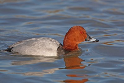 Pochard Aythya ferina sivka_MG_2319-11.jpg