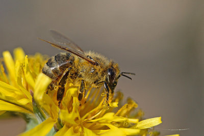 Honey bee Apis mellifera ebela_MG_7953-1.jpg