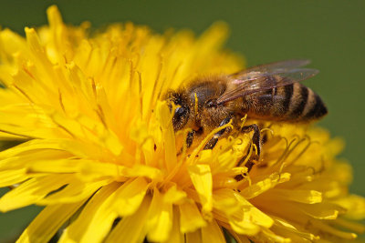 Honey bee Apis mellifera ebela_MG_7835-11.jpg