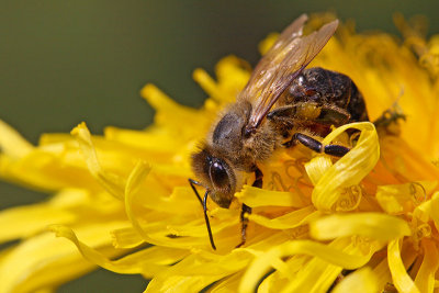 Honey bee Apis mellifera ebela_MG_8287-11.jpg