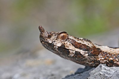  Nose-horned viper Vipera ammodytes modras_MG_8482-11.jpg