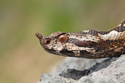  Nose-horned viper Vipera ammodytes modras_MG_8499-111.jpg