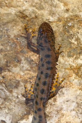 Italian crested newt Triturus carnifex veliki pupek_MG_8428-1.jpg