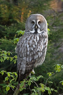 Great gray owl Strix nebulosa  bradata sova_MG_9615-11.jpg