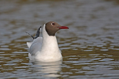 Black-headed gull Larus ridibundus reni galeb_MG_9879-11.jpg