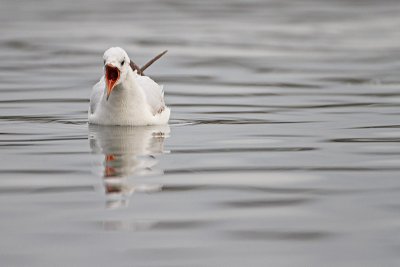 Black-headed gull Larus ridibundus reni galeb_MG_5072-11.jpg