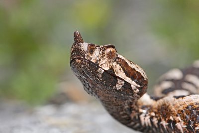Nose-horned viper Vipera ammodytes modras_MG_8489-11.jpg