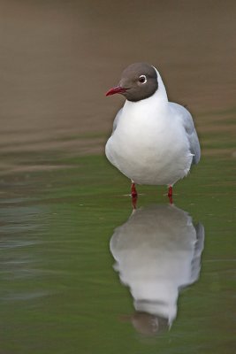 Black-headed gull Larus ridibundus reni galeb_MG_9919-11.jpg