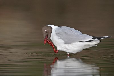 Black-headed gull Larus ridibundus reni galeb_MG_9920-11.jpg