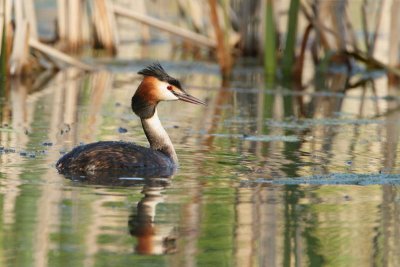 Great crested grebe Podiceps cristatus opasti ponirek_MG_5462-11.jpg