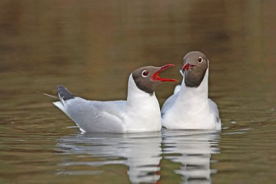 Black-headed gull Larus ridibundus reni galeb_MG_9883-11.jpg