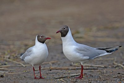 Black-headed gull Larus ridibundus reni galeb_MG_9902-11.jpg