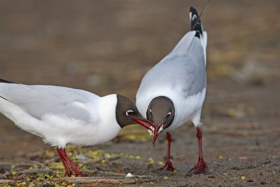 Black-headed gull Larus ridibundus reni galeb_MG_9887-11.jpg