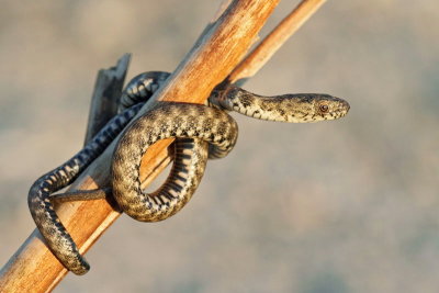 Dice snake Natrix tessellata kobranka_MG_3435-11.jpg