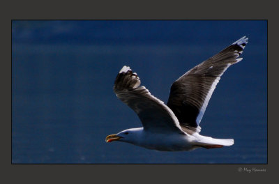 seagull