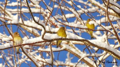 Grønnfink # Carduelis chloris