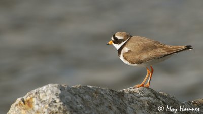 Charadriidae # Heilo og sandlo