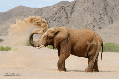 Desert Elephants In Namibia