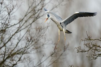 Grey Heron in Flight